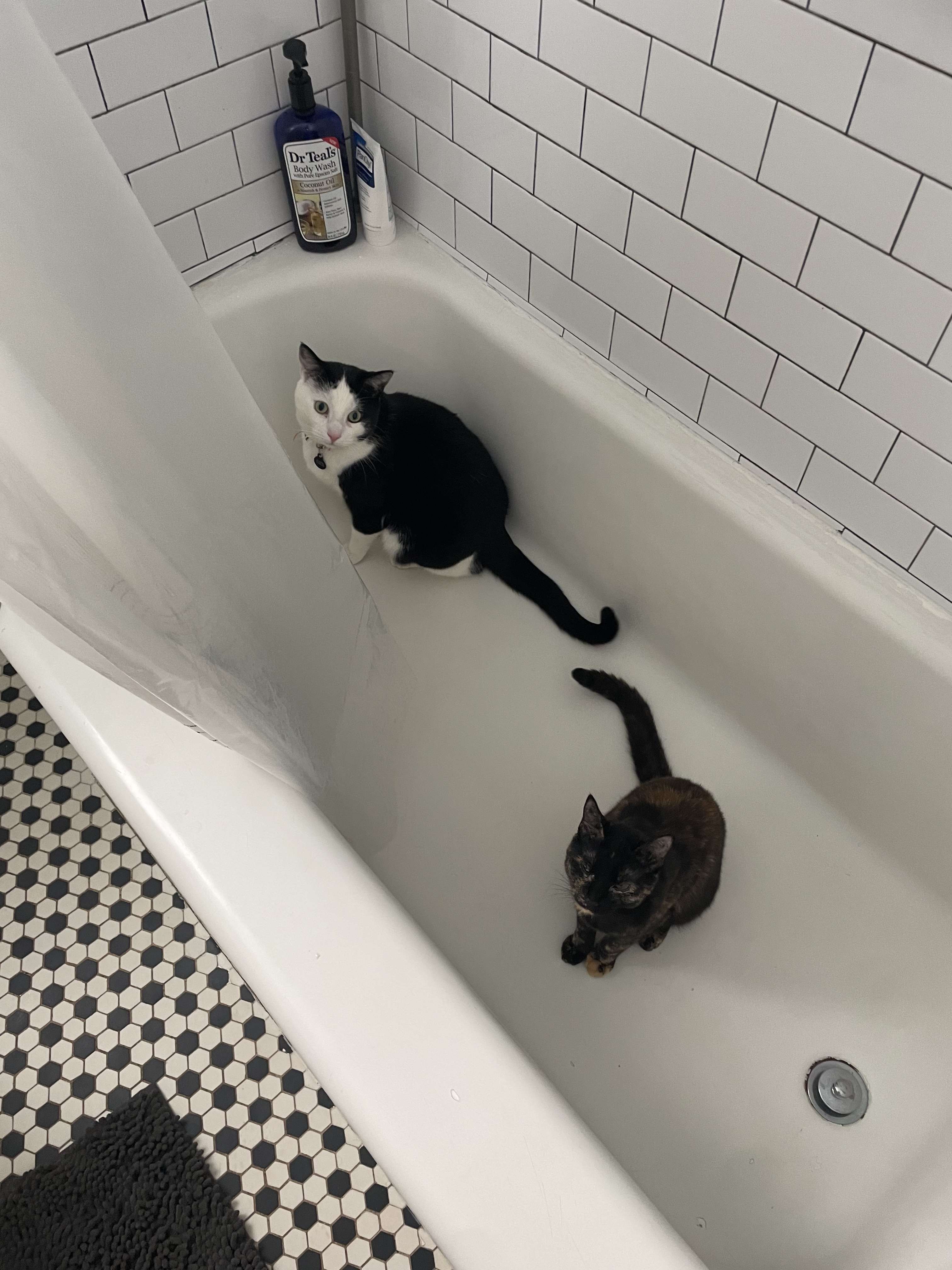 Cats in bath